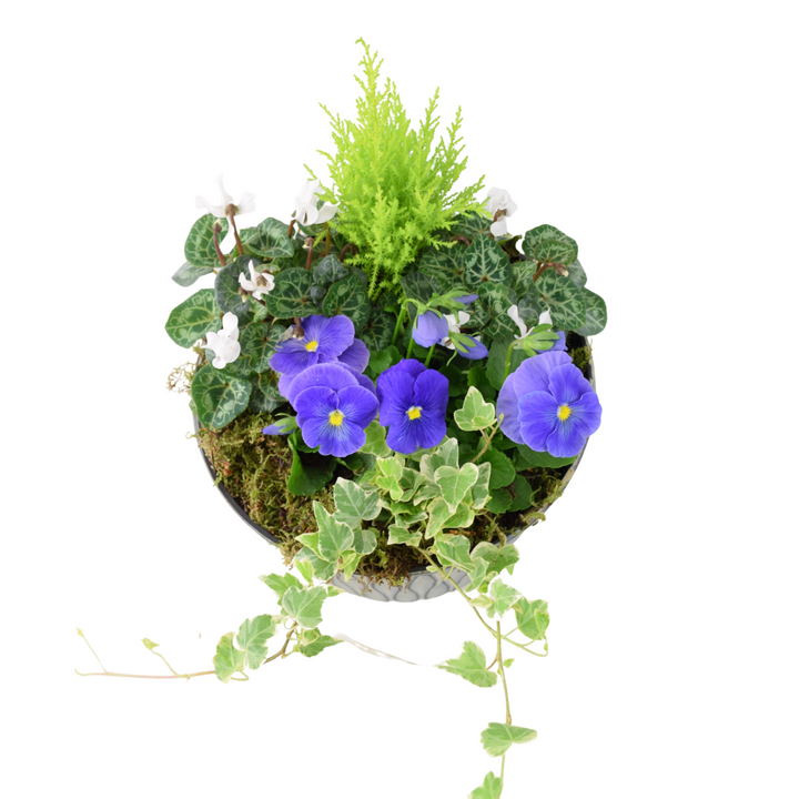 Vibrant Seasonal Outdoor Container – Hot Colours or Ocean Plants By Post