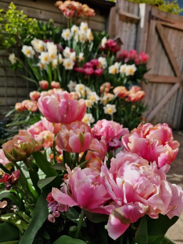 Tulip 'Pink Star' (15 Bulbs) Plants By Post