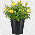 5L Rose Anniversary Wishes Yellow Rose Bush - Beautiful Flowering Garden Plant Plants By Post