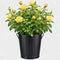 Black Pail