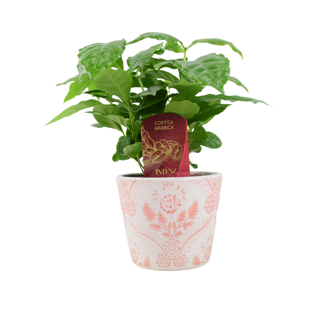 Coffee Arabica – Indoor Coffee Plant for Home & Office (12cm Pot) Plants By Post