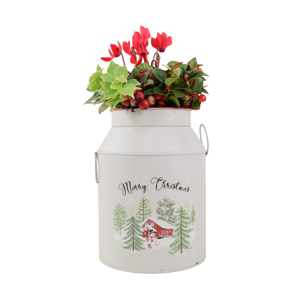 Christmas Milk Churn Planter – Festive Floral Display in Decorative Metal Pot Plants By Post