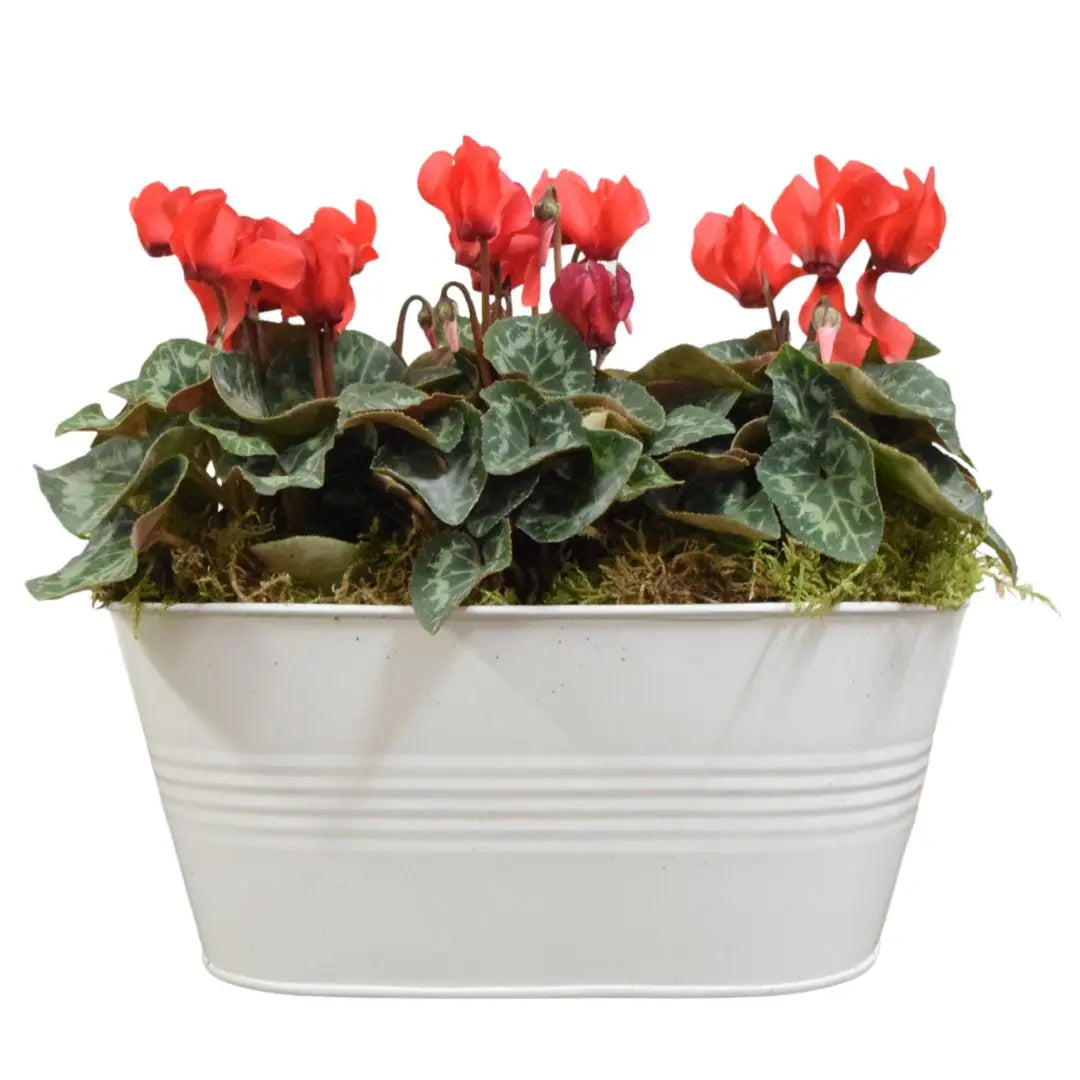 White Metal Trough with Mixed Seasonal Plants – Moss Finish Garden Planter Plants By Post