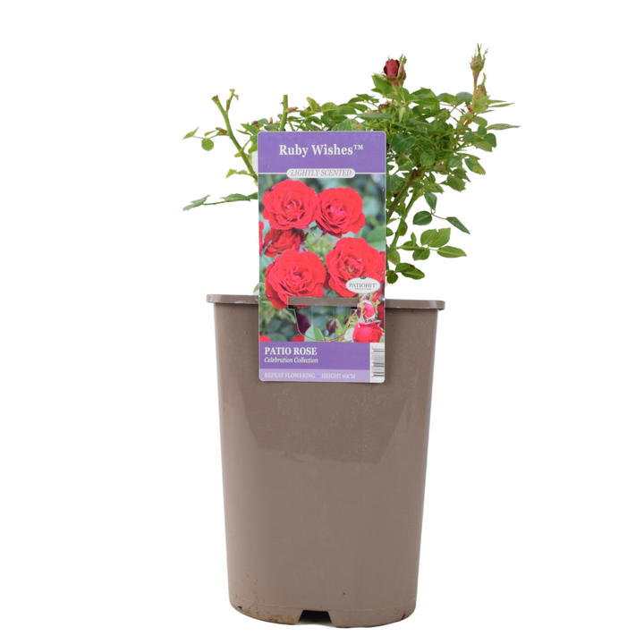Ruby Wishes Rose (Bush) – 5.5L Pot – Compact Patio Rose with Rich Red Blooms Plants By Post