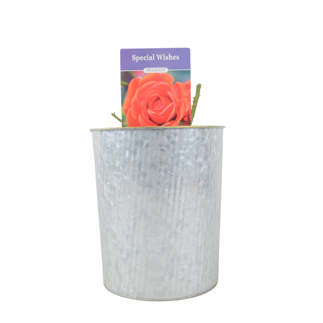 Special Wishes Plants By Post