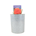 Special Wishes Rose - Plants By Post