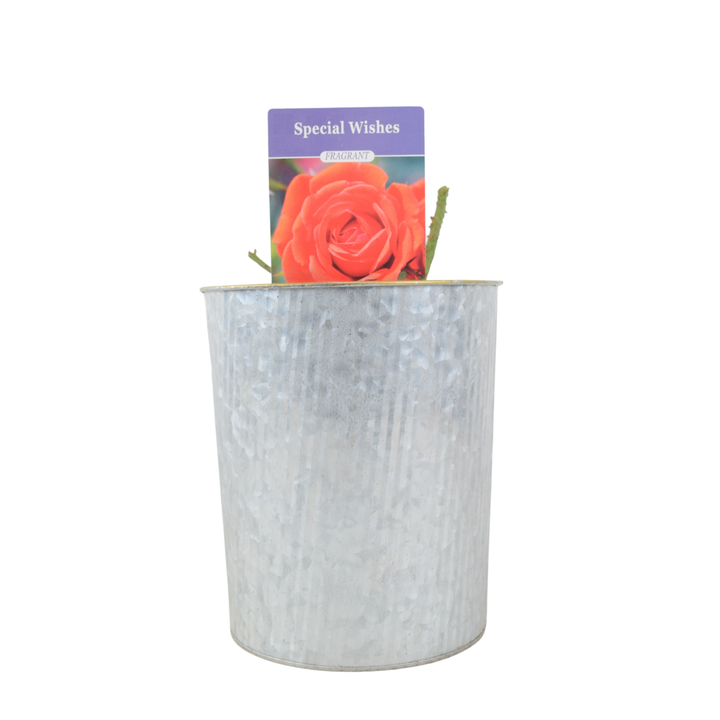 Special Wishes Plants By Post