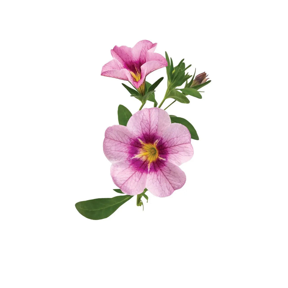 Calibrachoa Bloomtastic Rose Quartz 3 Plants 9cm Pots UK Grown plants by post