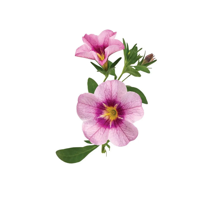 Calibrachoa Bloomtastic Rose Quartz 3 Plants 9cm Pots UK Grown plants by post