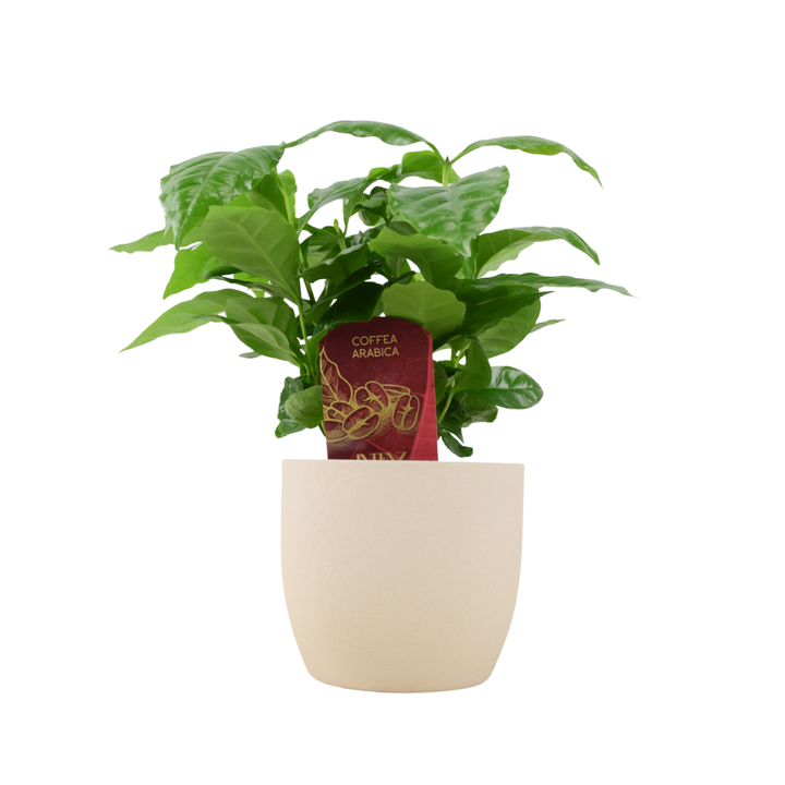 Coffee Arabica – Indoor Coffee Plant for Home & Office (12cm Pot) Plants By Post