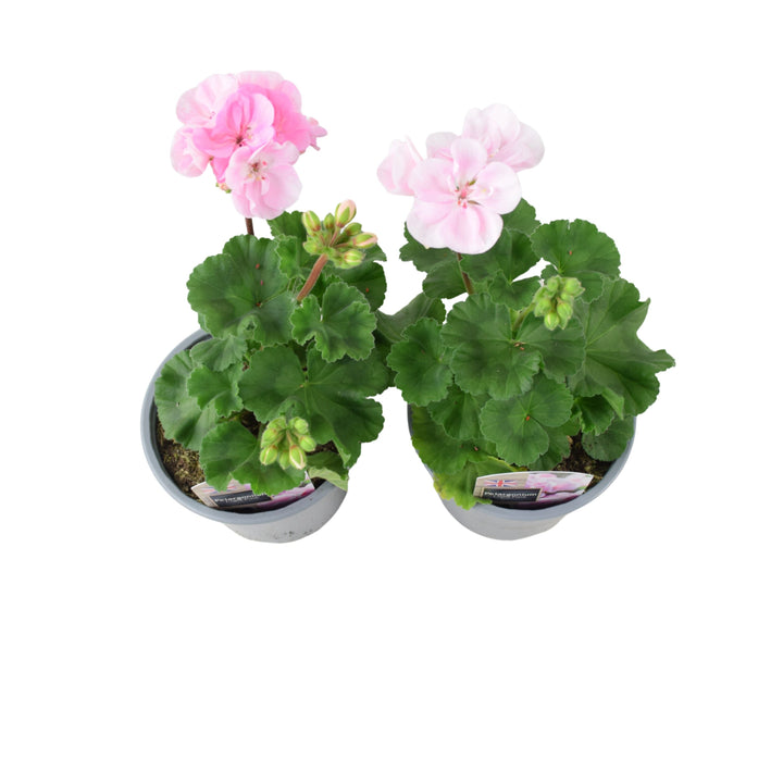 Zonal Geranium Upright Mixed Colours – Set of 2 x 1L Potted Plants Plants By Post