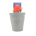 Special Wishes Rose - Plants By Post