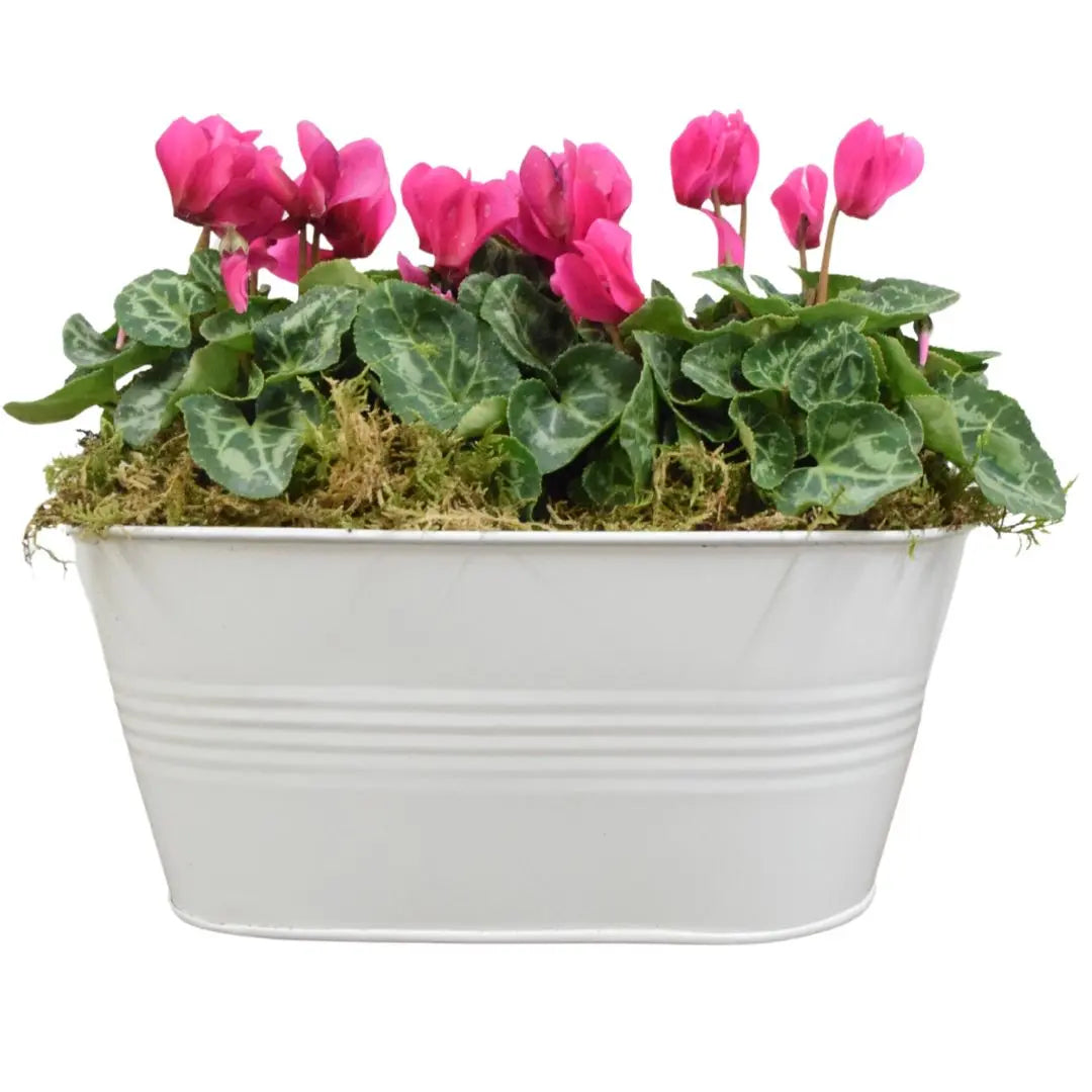 White Metal Trough with Mixed Seasonal Plants – Moss Finish Garden Planter Plants By Post