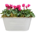 White Metal Trough with Mixed Seasonal Plants – Moss Finish Garden Planter Plants By Post