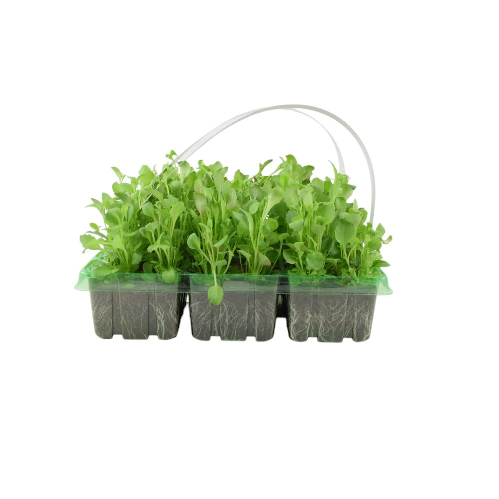 Lobelia Trailing Mixed 6 Pack x 2 - 12 Plants Vibrant Cascading Blooms for Your Garden plants by post