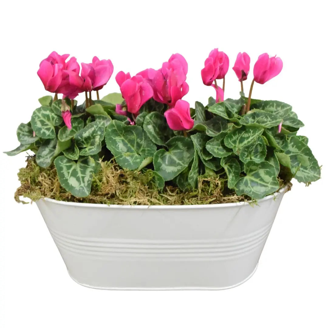 White Metal Trough with Mixed Seasonal Plants – Moss Finish Garden Planter Plants By Post