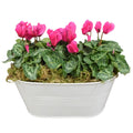 White Metal Trough with Mixed Seasonal Plants – Moss Finish Garden Planter Plants By Post