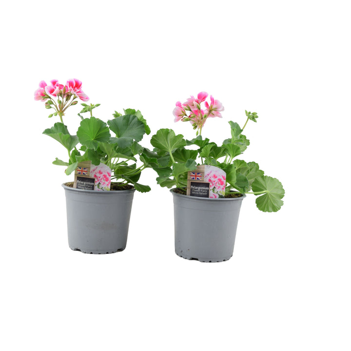 Zonal Geranium Upright Mixed Colours – Set of 2 x 1L Potted Plants Plants By Post