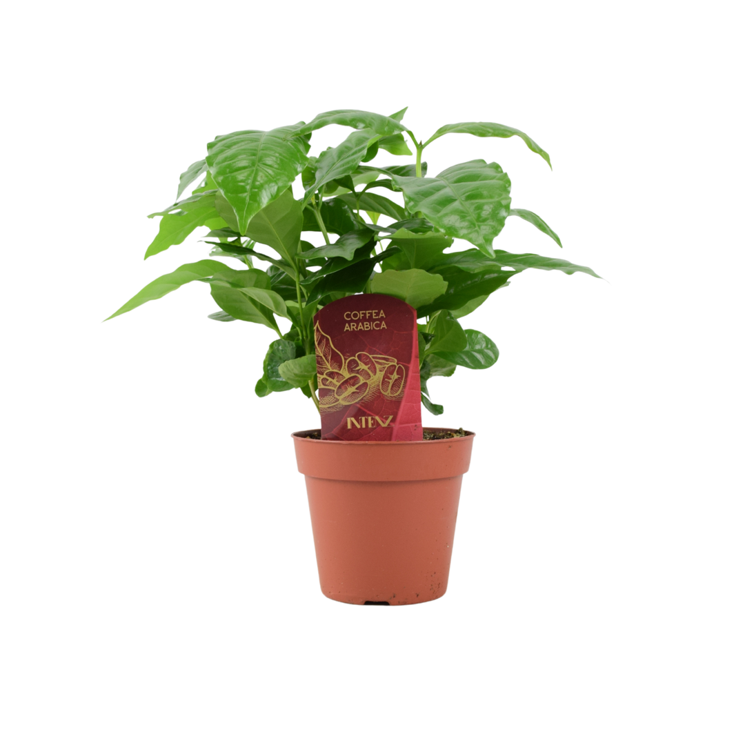 Coffee Arabica – Indoor Coffee Plant for Home & Office (12cm Pot) Plants By Post