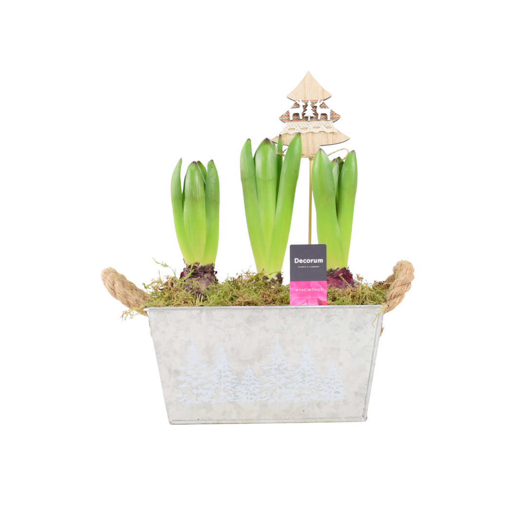 Christmas Hyacinth Trough - Fragrant, Festive Indoor or Outdoor Plant Plants By Post