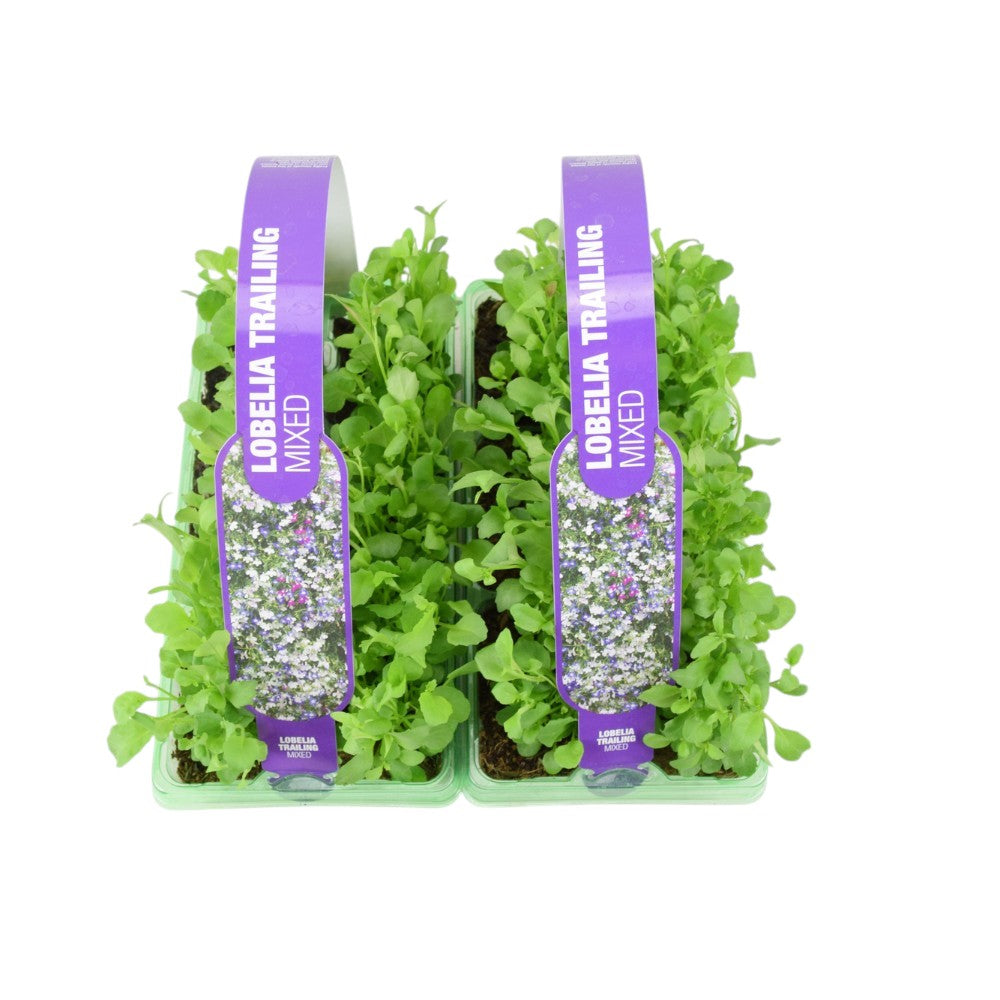 Lobelia Trailing Mixed 6 Pack x 2 - 12 Plants Vibrant Cascading Blooms for Your Garden plants by post