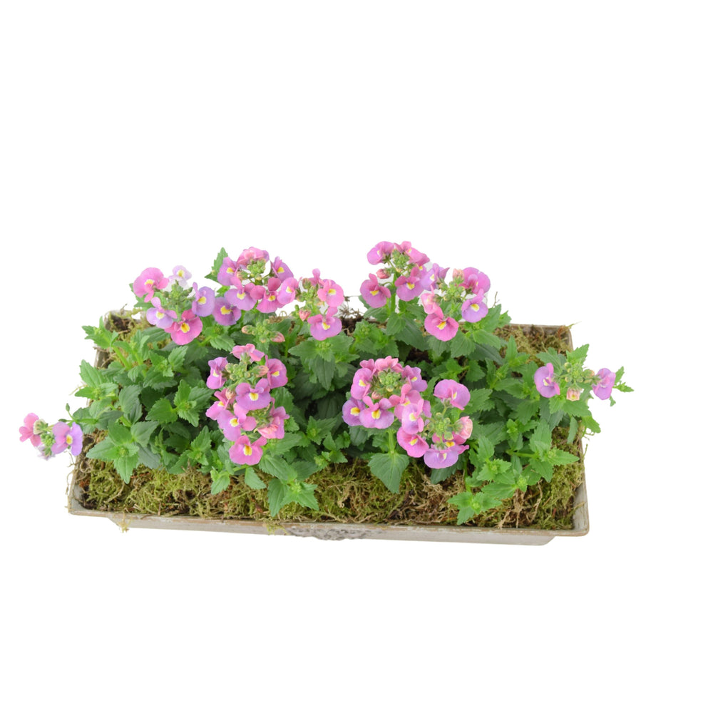 Nemesia Premium Metal Trough - Pre-Planted Elegant Pink Bedding Flowers Plants By Post