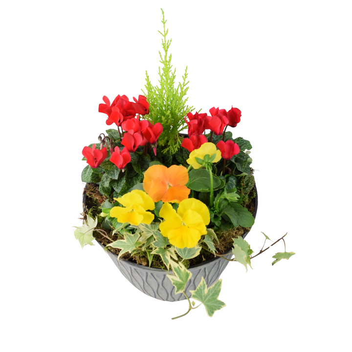 Vibrant Seasonal Outdoor Container – Hot Colours or Ocean Plants By Post