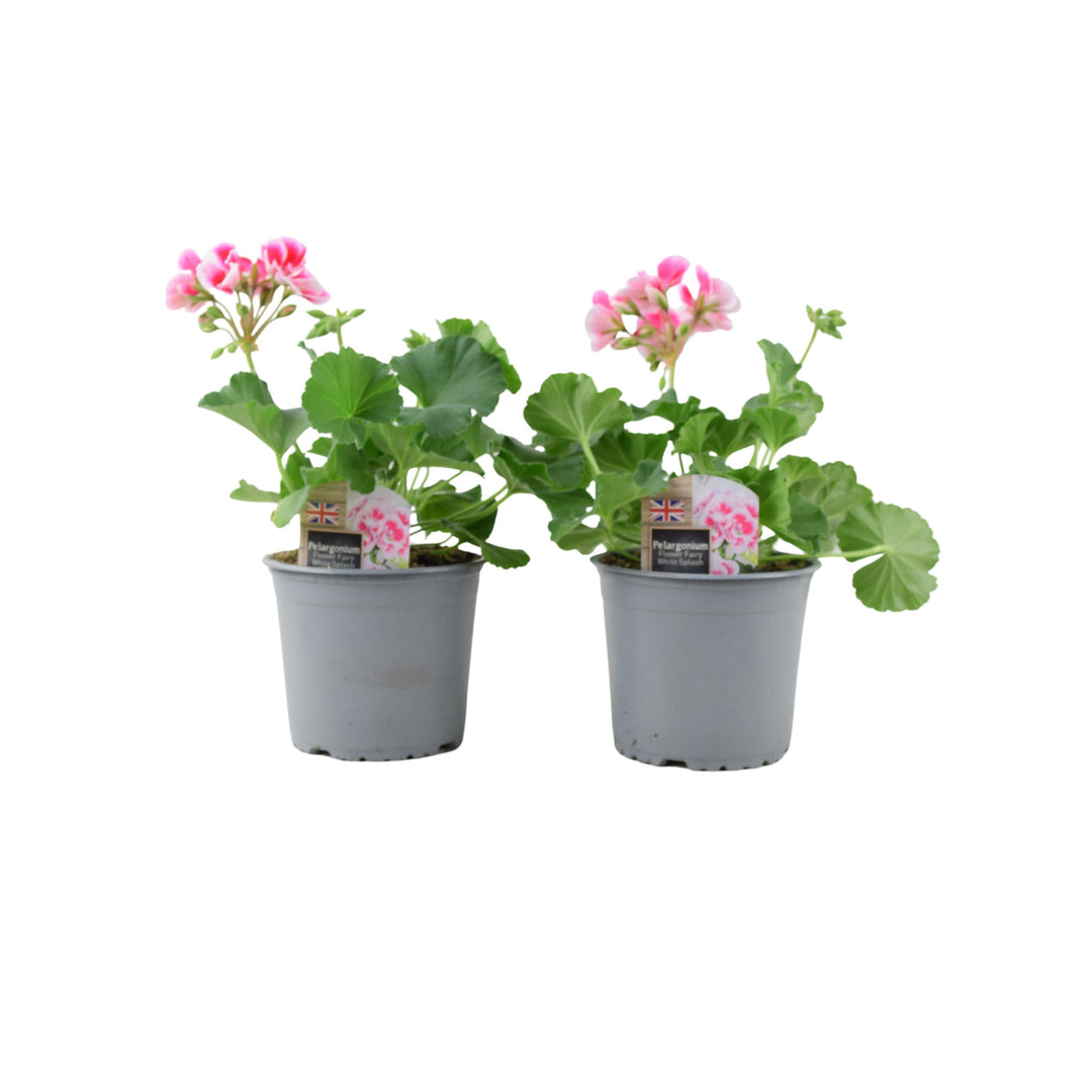 Zonal Geranium Upright Mixed Colours – Set of 2 x 1L Potted Plants Plants By Post