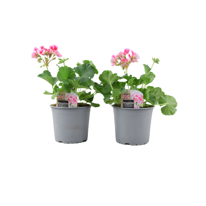 Zonal Geranium Upright Mixed Colours – Set of 2 x 1L Potted Plants Plants By Post