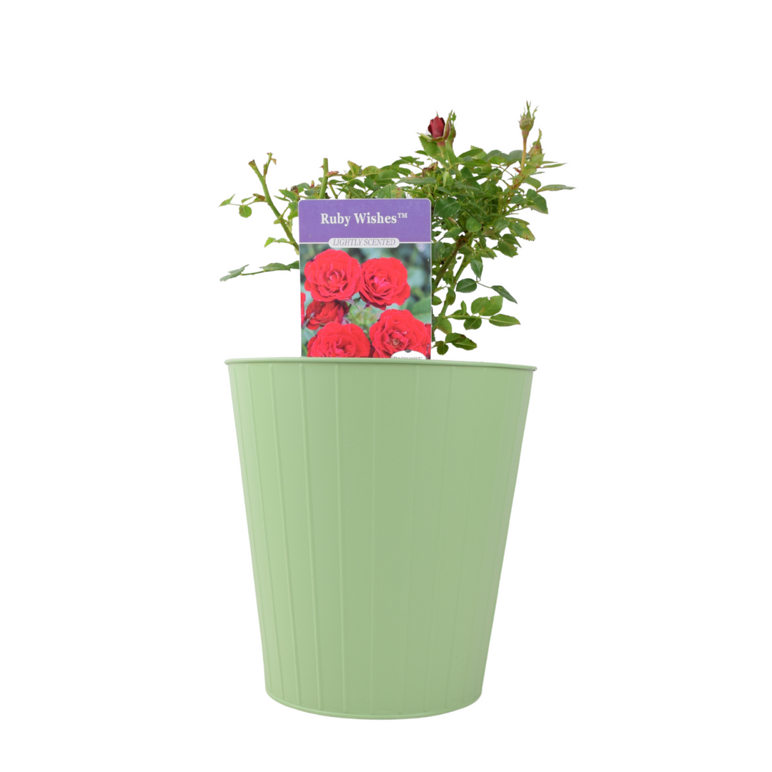 Ruby Wishes Rose (Bush) – 5.5L Pot – Compact Patio Rose with Rich Red Blooms Plants By Post