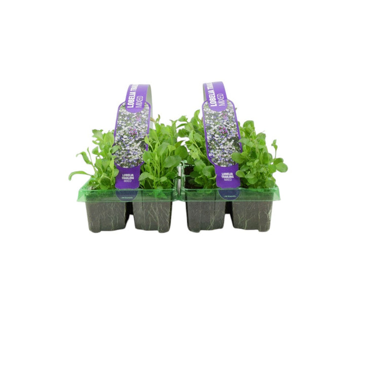 Lobelia Trailing Mixed 6 Pack x 2 - 12 Plants Vibrant Cascading Blooms for Your Garden plants by post
