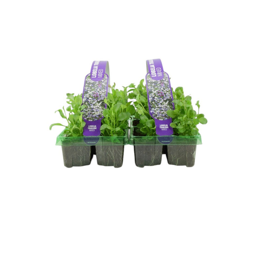 Lobelia Trailing Mixed 6 Pack x 2 - 12 Plants Vibrant Cascading Blooms for Your Garden plants by post