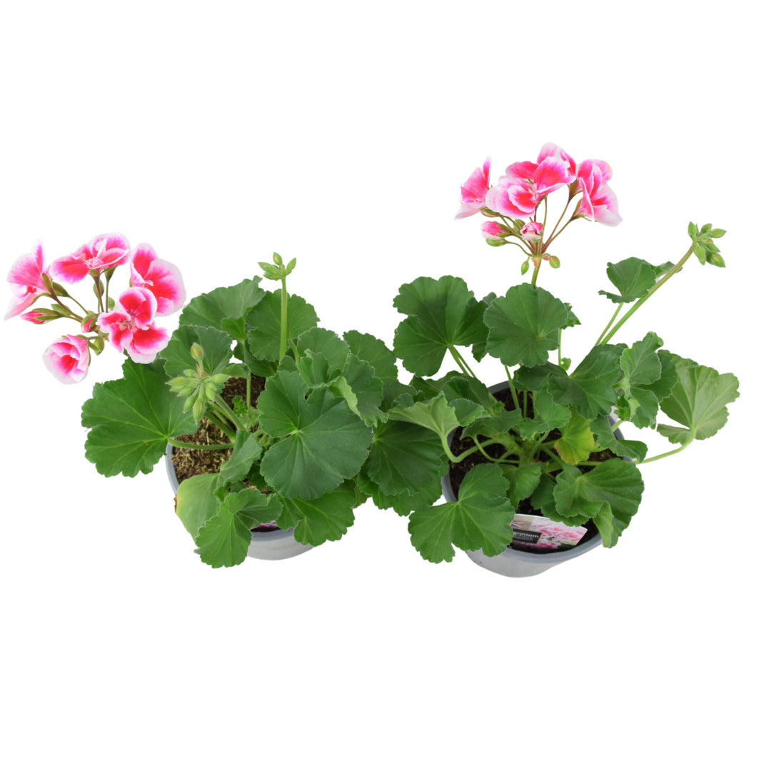 Zonal Geranium Upright Mixed Colours – Set of 2 x 1L Potted Plants Plants By Post