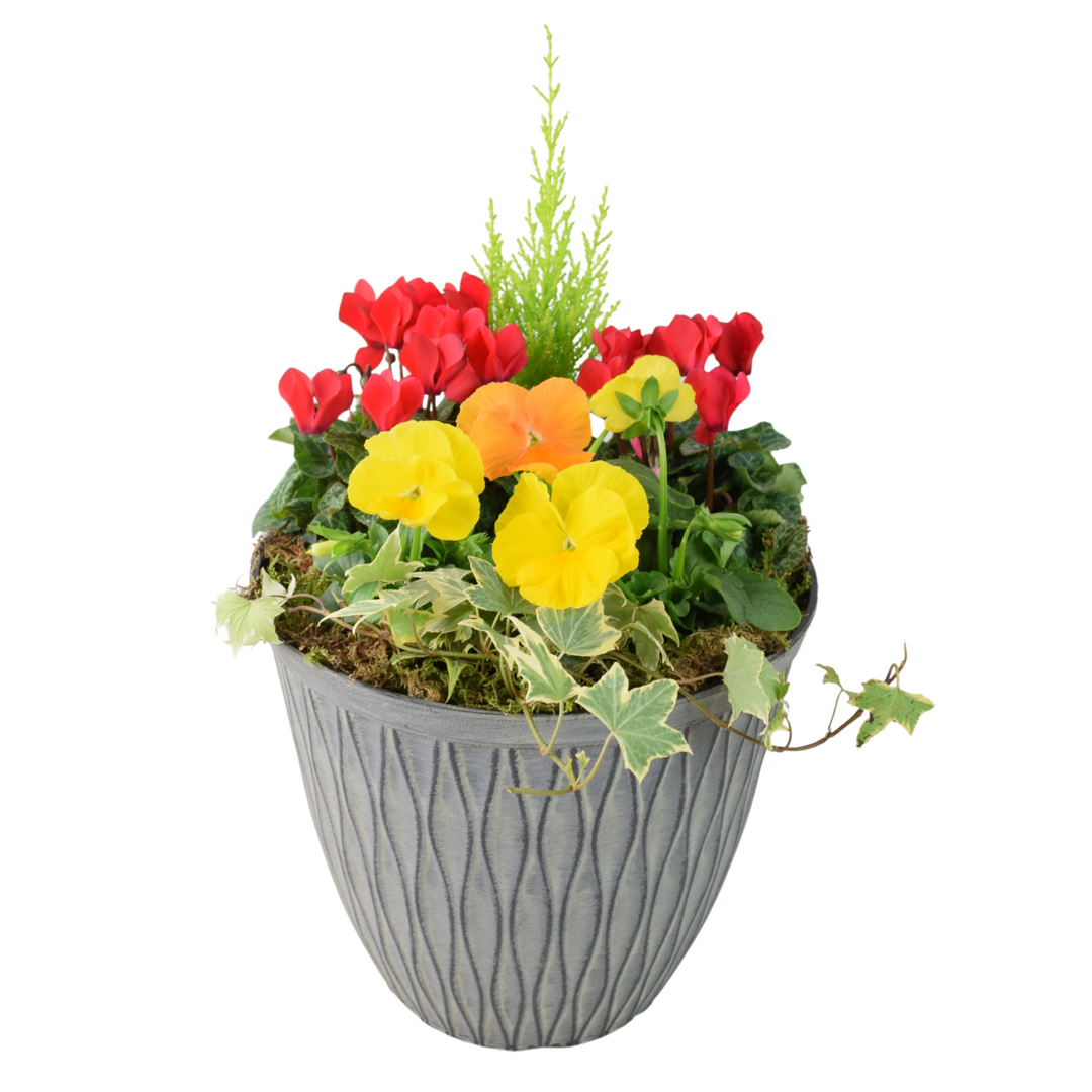 Vibrant Seasonal Outdoor Container – Hot Colours or Ocean Plants By Post