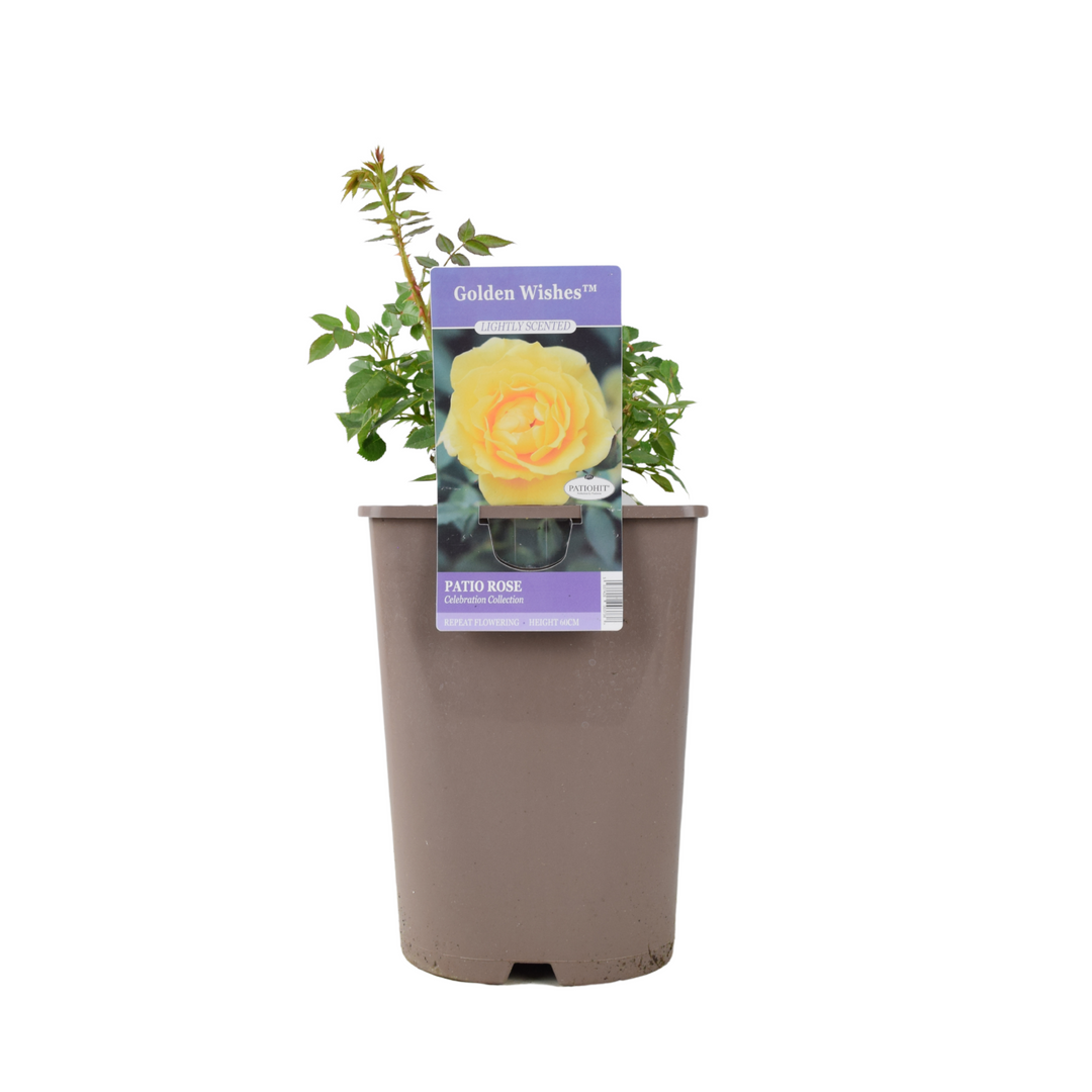 Golden Wishes Rose (Patio) – 5.5L Pot – Compact Patio Rose with Sunny Yellow Blooms Plants By Post