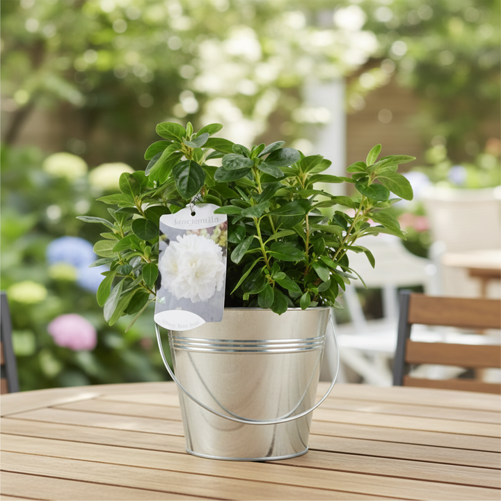 Azalea Japonica White Plants By Post