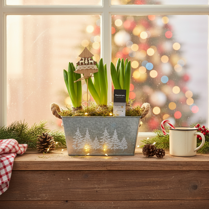 Christmas Hyacinth Trough - Fragrant, Festive Indoor or Outdoor Plant Plants By Post