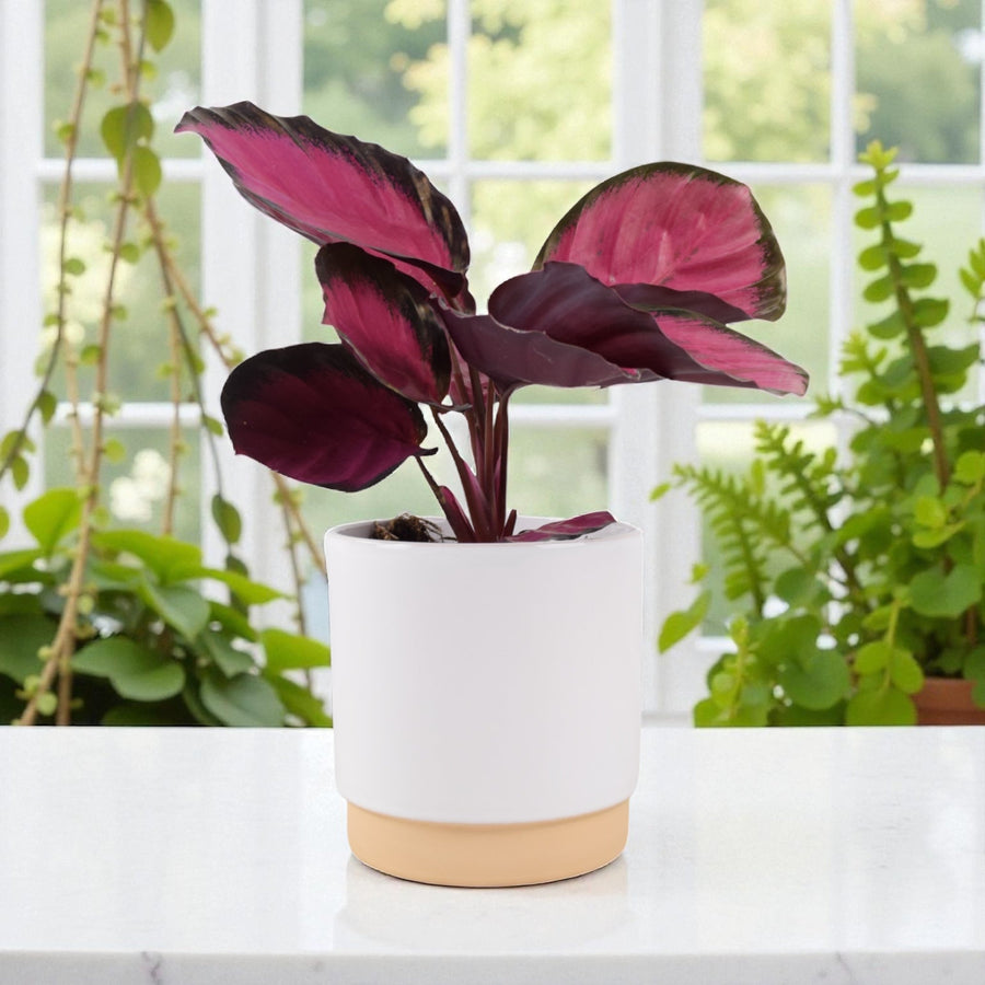 Calathea Roseopicta ‘Rosy’ – Indoor Prayer Plant with Stunning Pink Leaves (12cm Pot) Plants By Post