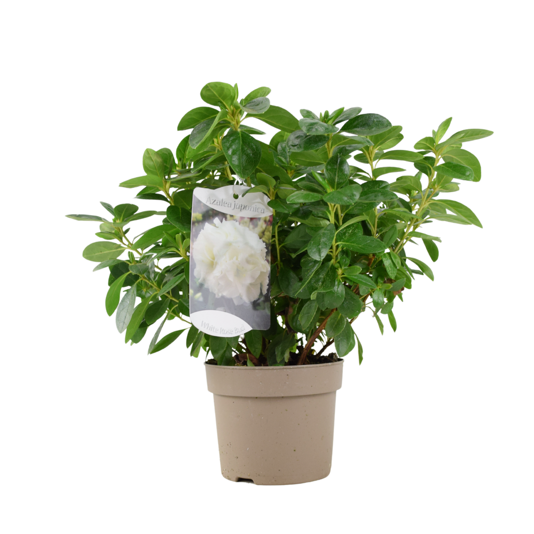 Azalea Japonica White Plants By Post