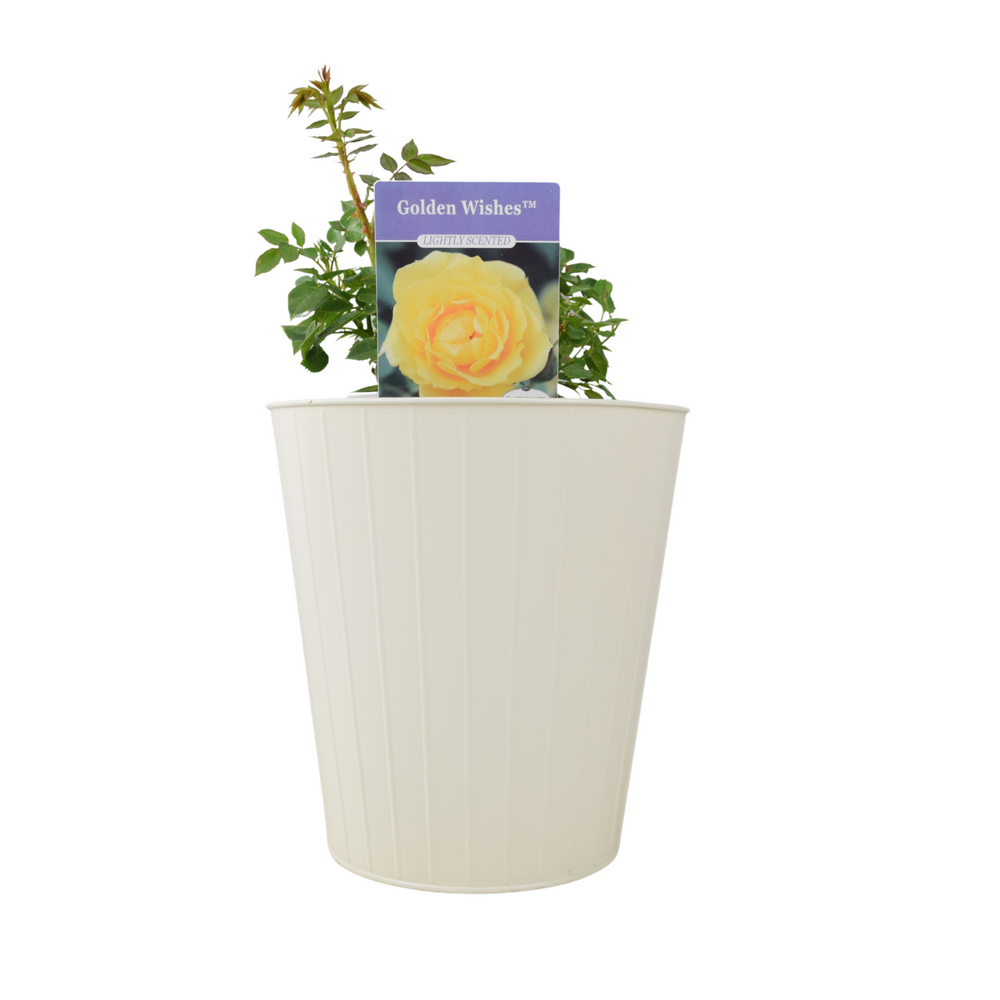 Golden Wishes Rose (Patio) – 5.5L Pot – Compact Patio Rose with Sunny Yellow Blooms Plants By Post