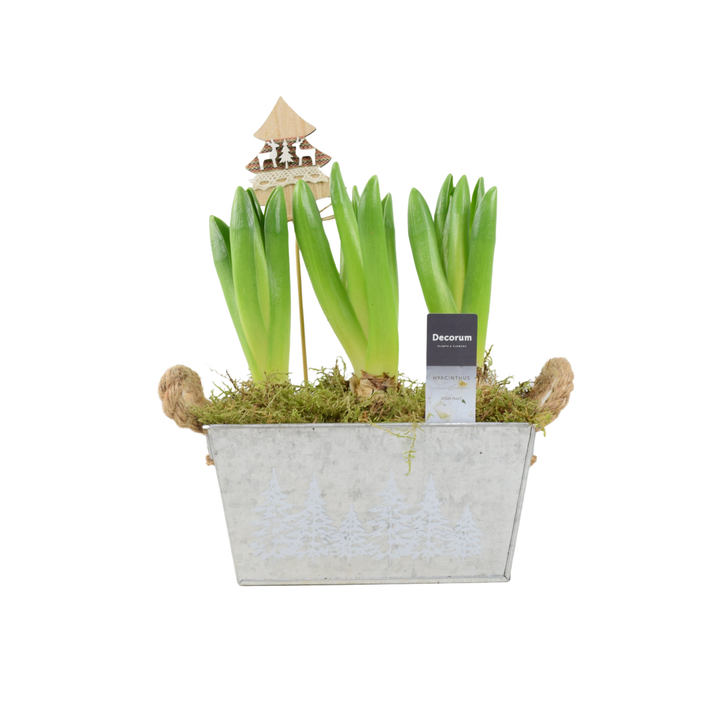 Christmas Hyacinth Trough - Fragrant, Festive Indoor or Outdoor Plant Plants By Post