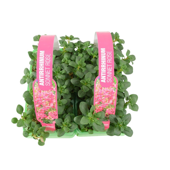 Antirrhinum Rose 6 Pack x 2 British Grown Snapdragons plants by post