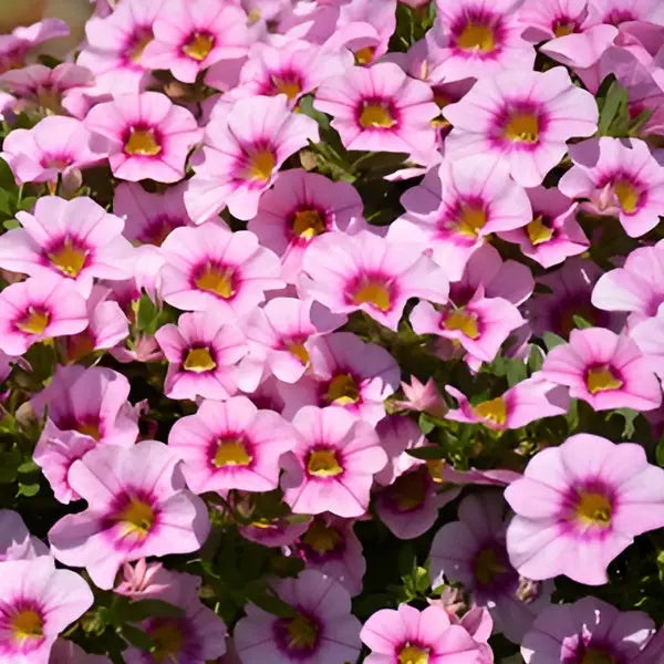 Calibrachoa Bloomtastic Rose Quartz 3 Plants 9cm Pots UK Grown plants by post
