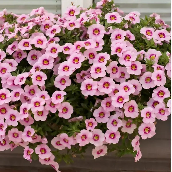 Calibrachoa Bloomtastic Rose Quartz 3 Plants 9cm Pots UK Grown plants by post