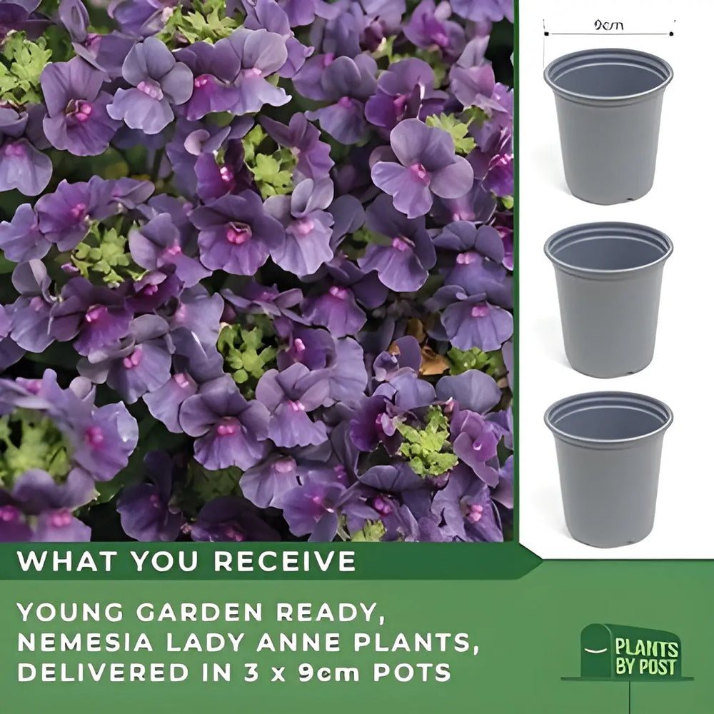 Nemesia Lady Anne – 9cm Potted Plants x 3 Fragrant Blooms for Borders & Containers plants by post