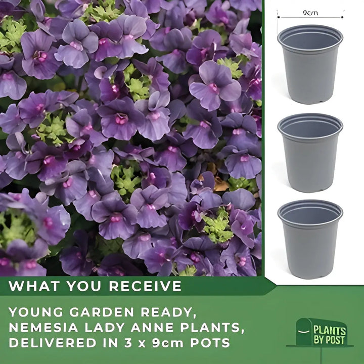 Nemesia Lady Anne – 9cm Potted Plants x 3 Fragrant Blooms for Borders & Containers plants by post