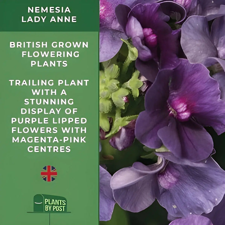 Nemesia Lady Anne – 9cm Potted Plants x 3 Fragrant Blooms for Borders & Containers plants by post