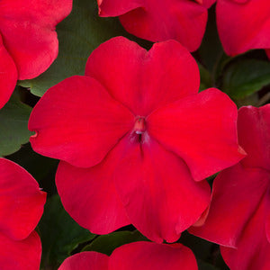 Impatiens Red 6 Pack x 2 - 12 Plants Vibrant & Shade-Loving Flowers plants by post
