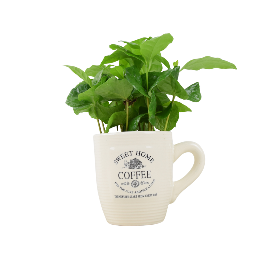 Coffee Cup Plant – Indoor Greenery in Ceramic Mug Planter Plants By Post