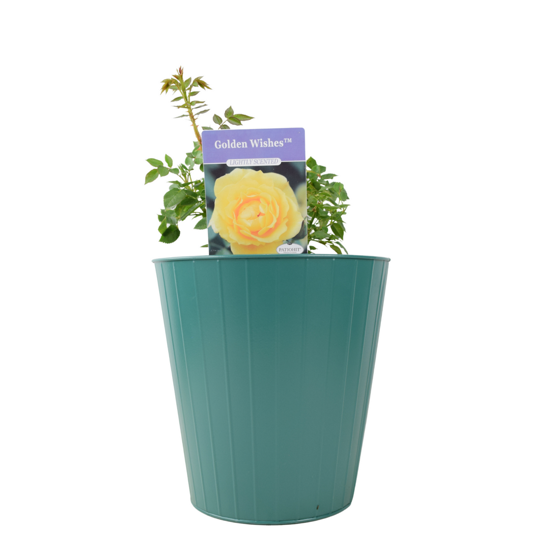 Golden Wishes Rose (Patio) – 5.5L Pot – Compact Patio Rose with Sunny Yellow Blooms Plants By Post